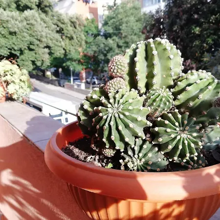 Διαμέρισμα Mahonia *